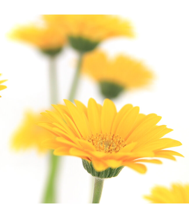 Gerbera Garvinea Sweet | Plante fleurie pour le jardin & la maison