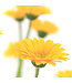 Gerbera Garvinea Sweet | Plante fleurie pour le jardin & la maison