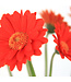 Gerbera Garvinea Sweet | Plante fleurie pour le jardin & la maison