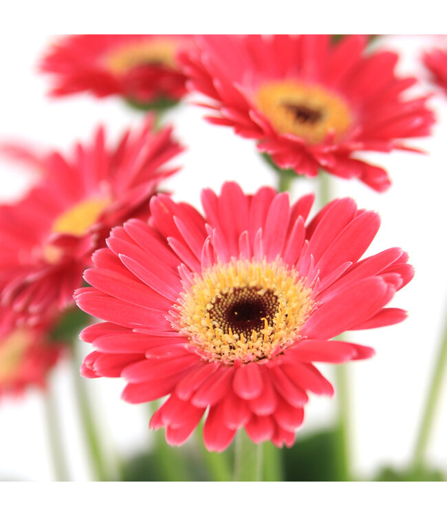 Gerbera Garvinea Sweet | Plante fleurie pour le jardin & la maison