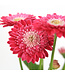 Gerbera Garvinea Sweet | Plante fleurie pour le jardin & la maison