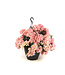 Hydrangea Fairytrail Fresco 12 po | Hortensia cascade blanc pour jardin féérique