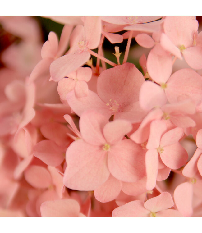 Hydrangea Fairytrail Fresco 12 po | Hortensia cascade blanc pour jardin féérique