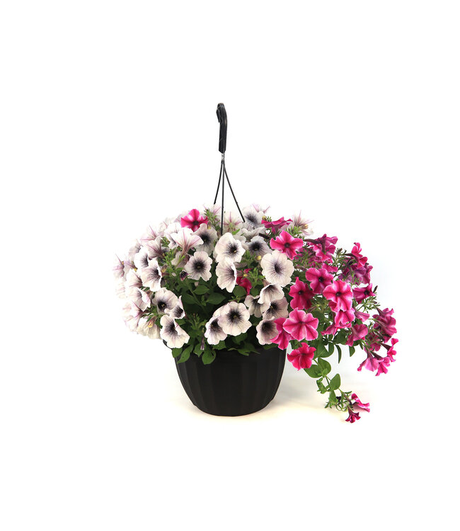 Jardinière 12 po | Couleur & éclat pour la maison et le jardin