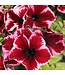 Jardinière 12 po | Couleur & éclat pour la maison et le jardin