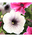 Jardinière 12 po | Couleur & éclat pour la maison et le jardin