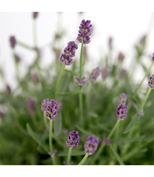 Lavendula Purple Essence en pot | Lavande parfumée pour jardin et maison