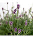 Lavendula Purple Essence en pot | Lavande parfumée pour jardin et maison