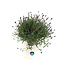 Lavendula Purple Essence en pot | Lavande parfumée pour jardin et maison