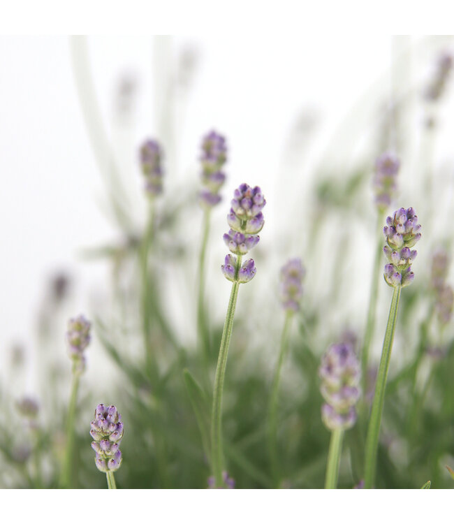 Lavandula Munstead,  pot deco | Vivace parfumée pour jardin apaisant