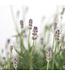 Lavandula Munstead,  pot deco | Vivace parfumée pour jardin apaisant