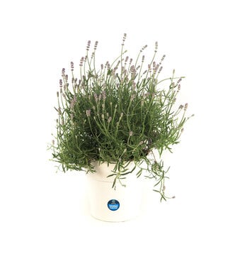 Lavandula Munstead, pot deco