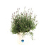 Lavandula Munstead,  pot deco | Vivace parfumée pour jardin apaisant
