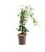 Clematis comtesse de bouchaud 1gal