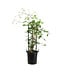 Clematis Jackmanii superba 1gal