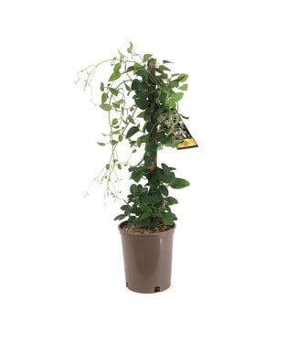 Clematis Paniculata 1 gal