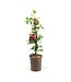 Clematis Pink Champagne 1 gal