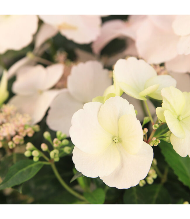 Hydrangea Fairytrail Bride 12 po | Cascade florale épatante