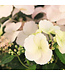 Hydrangea Fairytrail Bride 12 po | Cascade florale épatante