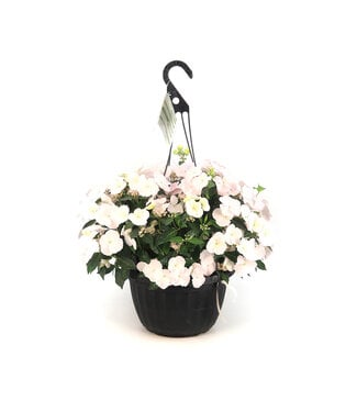 Hydrangea Fairytrail Bride 12 po