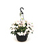 Hydrangea Fairytrail Bride 12 po | Cascade florale épatante