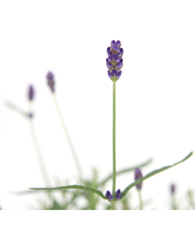 Lavandula Hidcote | Vivace parfumée pour jardin élégant