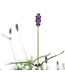 Lavandula Hidcote | Vivace parfumée pour jardin élégant