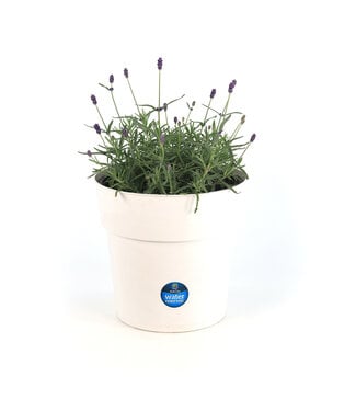 Lavandula Hidcote,  pot déco