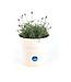 Lavandula Hidcote | Vivace parfumée pour jardin élégant