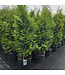 Thuya Occidentalis