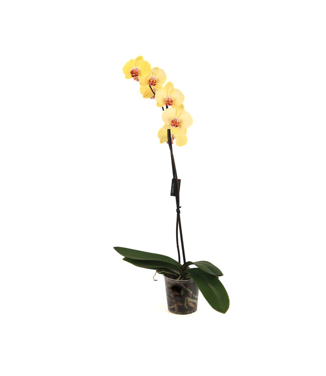 Phalaenopsis 1 tige | Orchidée élégante pour la maison