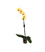 Phalaenopsis 1 tige | Orchidée élégante pour la maison