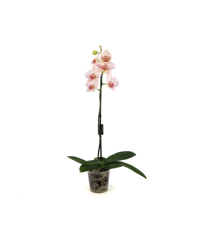 Phalaenopsis 1 tige | Orchidée élégante pour la maison