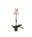 Phalaenopsis 1 tige | Orchidée élégante pour la maison