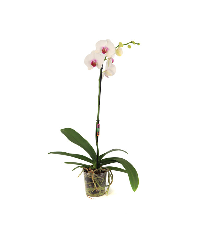 Phalaenopsis 1 tige | Orchidée élégante pour la maison