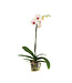 Phalaenopsis 1 tige | Orchidée élégante pour la maison