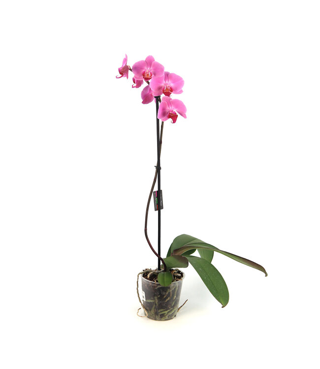 Phalaenopsis 1 tige | Orchidée élégante pour la maison