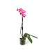 Phalaenopsis 1 tige | Orchidée élégante pour la maison