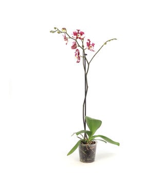 Phalaenopsis 1 tige
