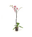 Phalaenopsis 1 tige