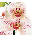 Phalaenopsis 1 tige | Orchidée élégante pour la maison