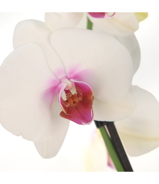Phalaenopsis 1 tige | Orchidée élégante pour la maison