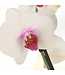 Phalaenopsis 1 tige | Orchidée élégante pour la maison