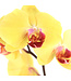Phalaenopsis 1 tige | Orchidée élégante pour la maison