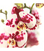 Phalaenopsis 1 tige | Orchidée élégante pour la maison