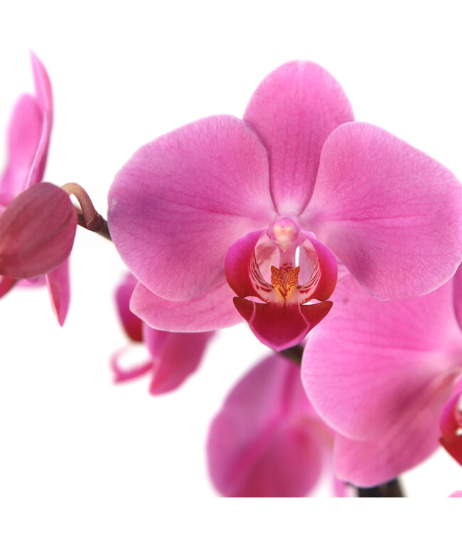 Phalaenopsis 1 tige | Orchidée élégante pour la maison