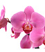 Phalaenopsis 1 tige | Orchidée élégante pour la maison