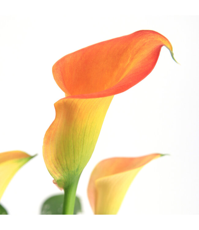 Calla Captain Brunello 1 gal