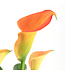 Calla Captain Brunello 1 gal