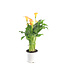 Calla Captain Brunello 1 gal
